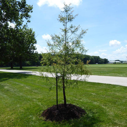 Full Tree Planting Kit -Stake, Tie, and Rootgrow Fruit Trees