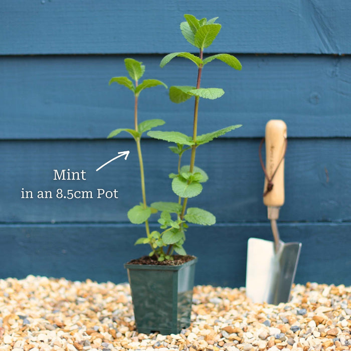 Garden Mint Plants Vegetables