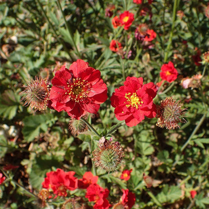 30cm Geum 'Mrs Bradshaw' | 10.5cm Pot Perennial Bedding