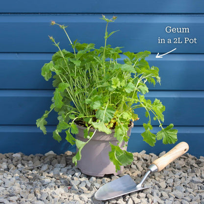 Premium Plant in a 2L Pot