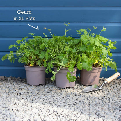 3 Premium Plants in 2L Pots