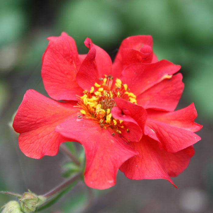 30cm Geum 'Mrs Bradshaw' | 10.5cm Pot Perennial Bedding