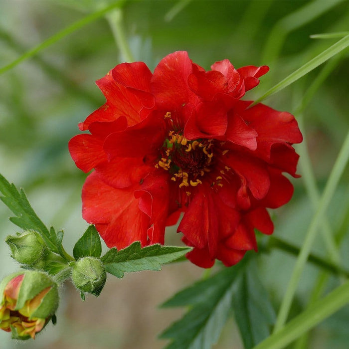 30cm Geum 'Mrs Bradshaw' | 10.5cm Pot Perennial Bedding