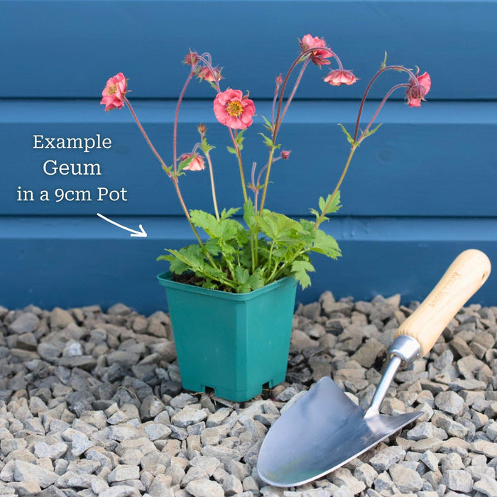 Geum 'Flames of Passion' Perennial Bedding