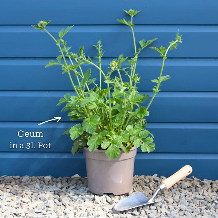 Geum 'Lady Stratheden' Perennial Bedding