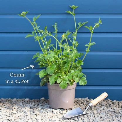 Geum 'Lady Stratheden' Perennial Bedding