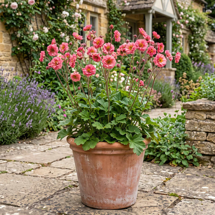 Geum 'Pink Petticoats' Perennial Bedding