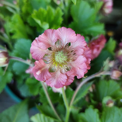 Geum 'Pink Petticoats' Perennial Bedding