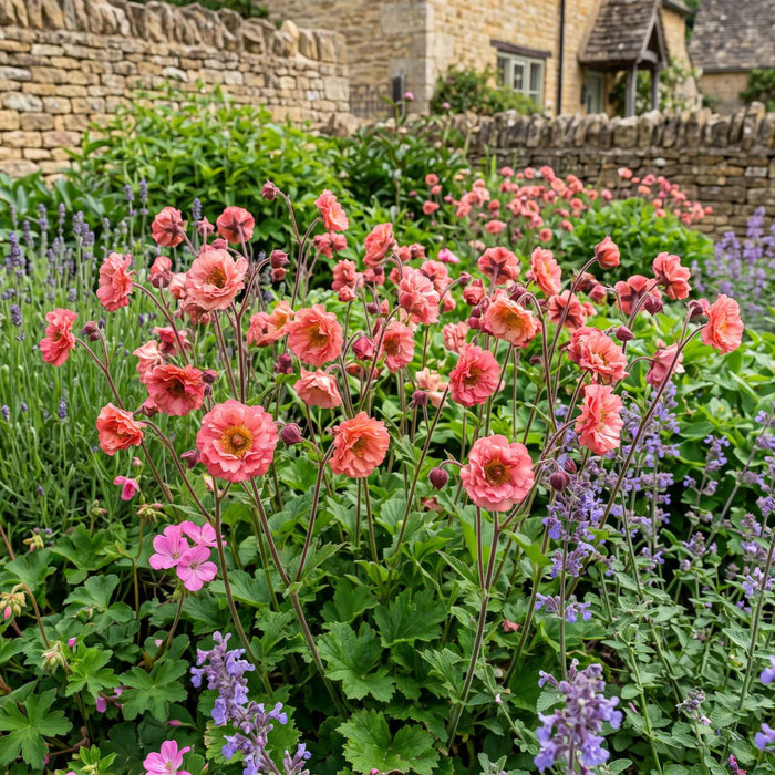 Geum 'Pink Petticoats' Perennial Bedding