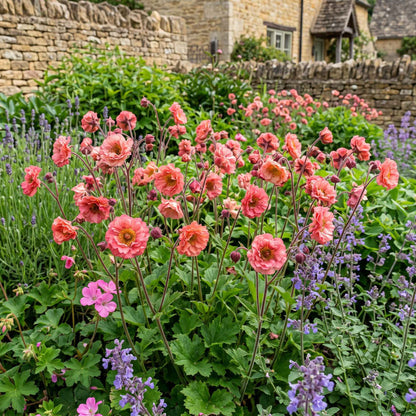 Geum 'Pink Petticoats' Perennial Bedding