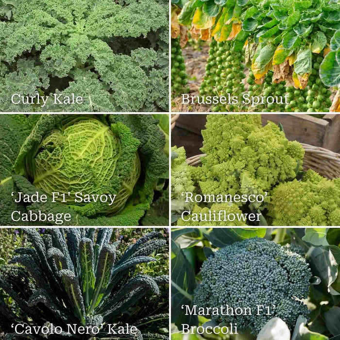Gourmet Brassica Collection Vegetables
