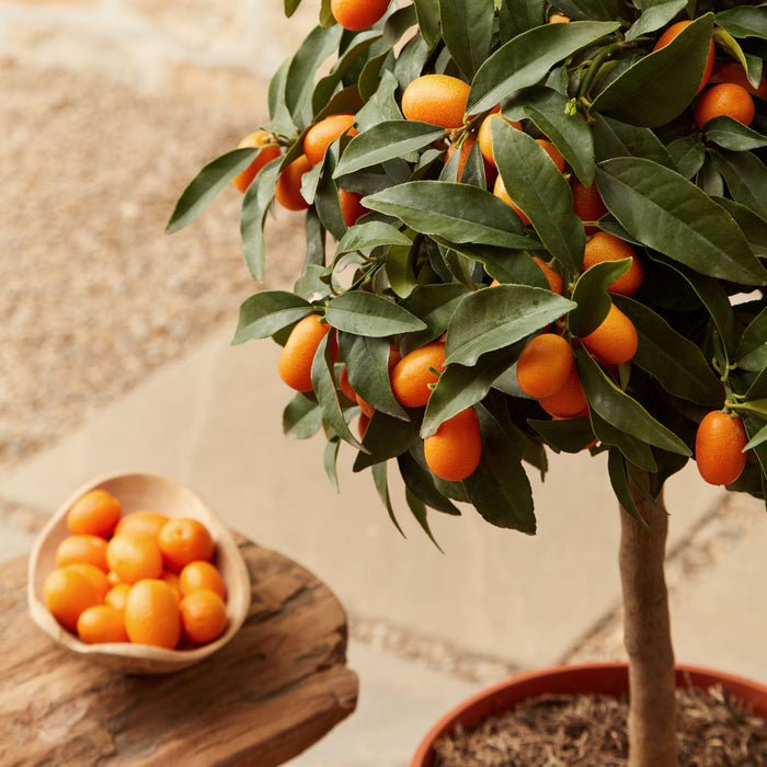 Grafted Patio Kumquat Tree Mediterranean Fruit Trees