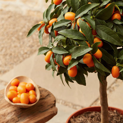 Grafted Patio Kumquat Tree Mediterranean Fruit Trees