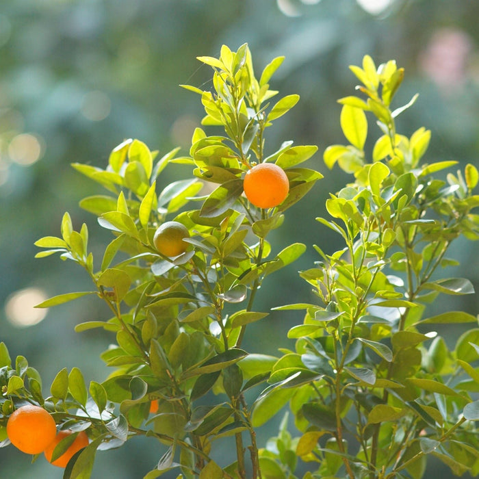 Kumquat Tree | Grafted Mini-Stem Soft Fruit