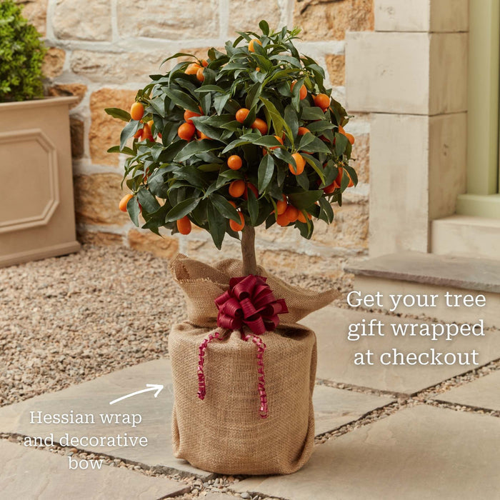 Grafted Patio Kumquat Tree Mediterranean Fruit Trees