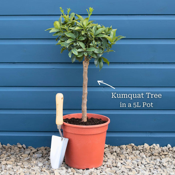 Tree in a 5L Pot