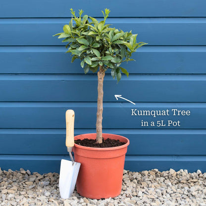 Tree in a 5L Pot