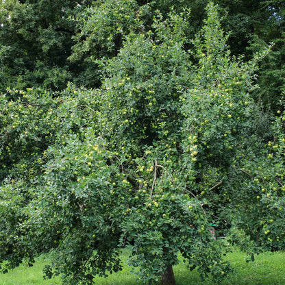 'Granny Smith' Apple Tree Fruit Trees