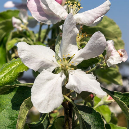 'Granny Smith' Apple Tree Fruit Trees