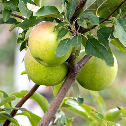 'Granny Smith' Apple Tree Fruit Trees