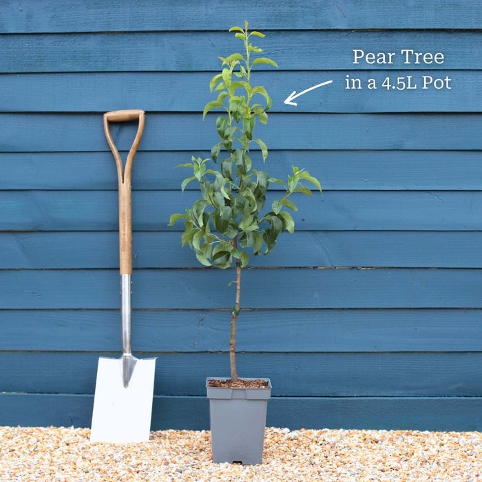 Patio Tree in a 4.5L Pot