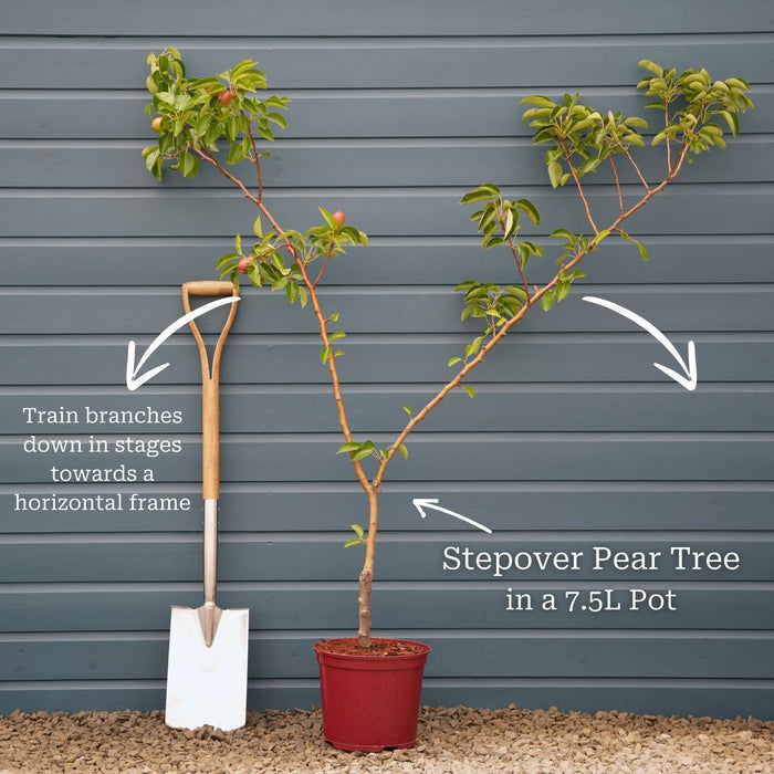 Stepover Tree in 7.5L Pot