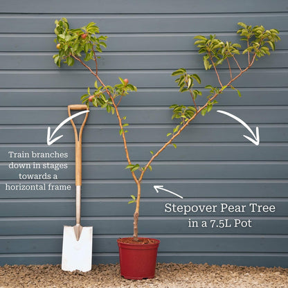 Stepover Tree in 7.5L Pot