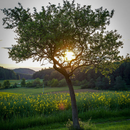 Williams Bon Chrétien Pear Tree Fruit Trees