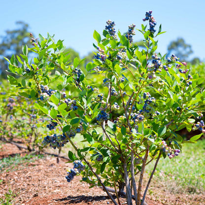 'Herbert' Blueberry Bush Soft Fruit