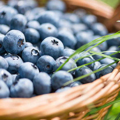 'Herbert' Blueberry Bush Soft Fruit