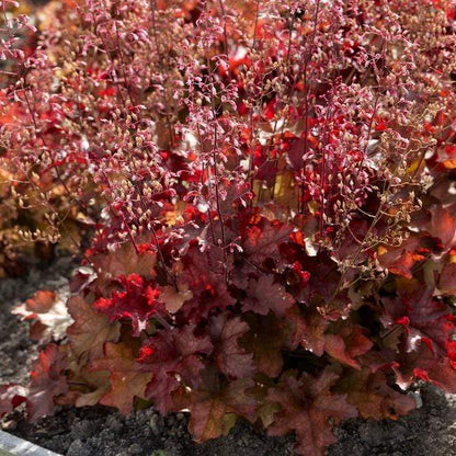 Heuchera 'Indian Summer Cranberry' | 3L Pot Perennial Bedding