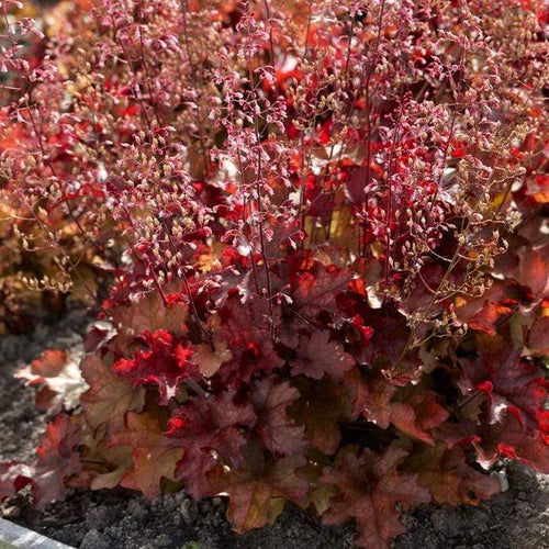 Heuchera 'Indian Summer Cranberry' | 3L Pot Perennial Bedding
