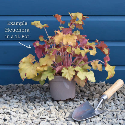 Heuchera 'Huckleberry' Perennial Bedding