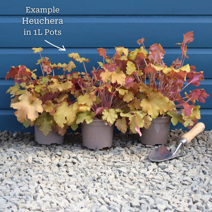Heuchera 'Huckleberry' Perennial Bedding