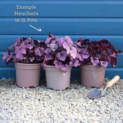 Heuchera 'Indian Summer Cranberry' Perennial Bedding