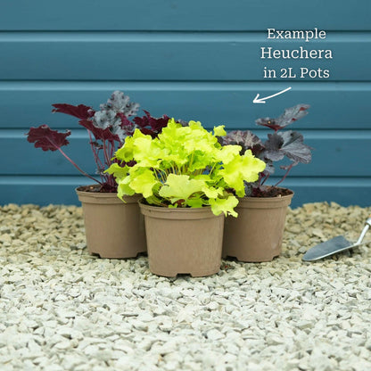 3 x Premium Plants in 2L Pots
