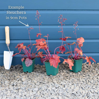 3 Garden-ready Plants in 9cm Pots