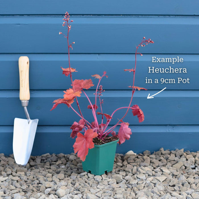 Garden-ready Plant in a 9cm Pot