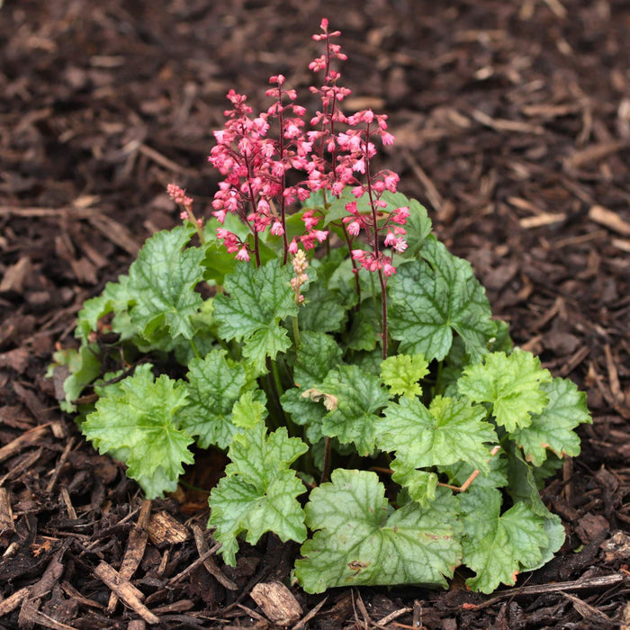Heuchera 'Paris' Perennial Bedding