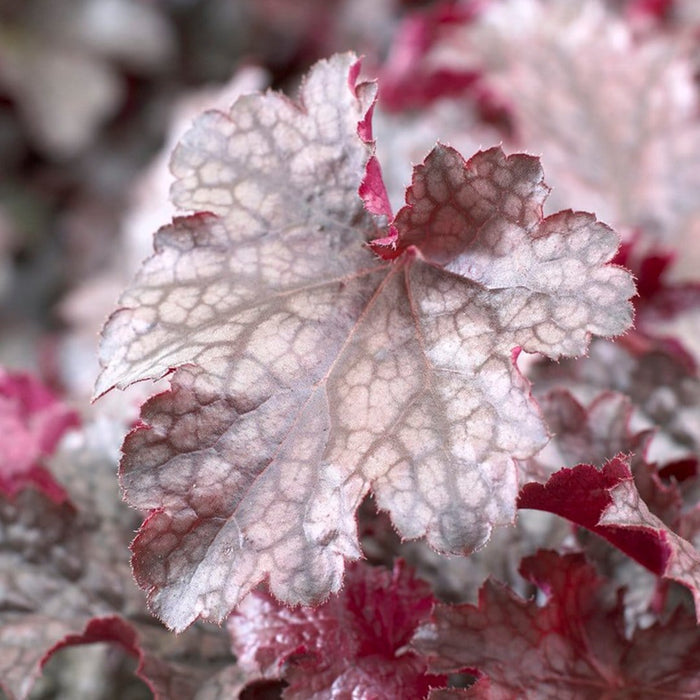 50cm Heuchera 'Plum Pudding' | 3L Pot Perennial Bedding