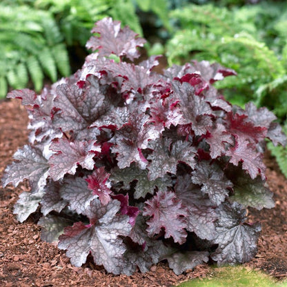 50cm Heuchera 'Plum Pudding' | 3L Pot Perennial Bedding