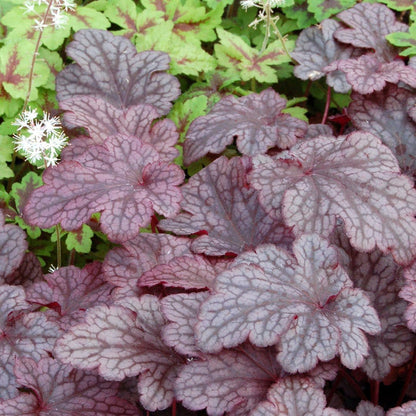50cm Heuchera 'Plum Pudding' | 3L Pot Perennial Bedding