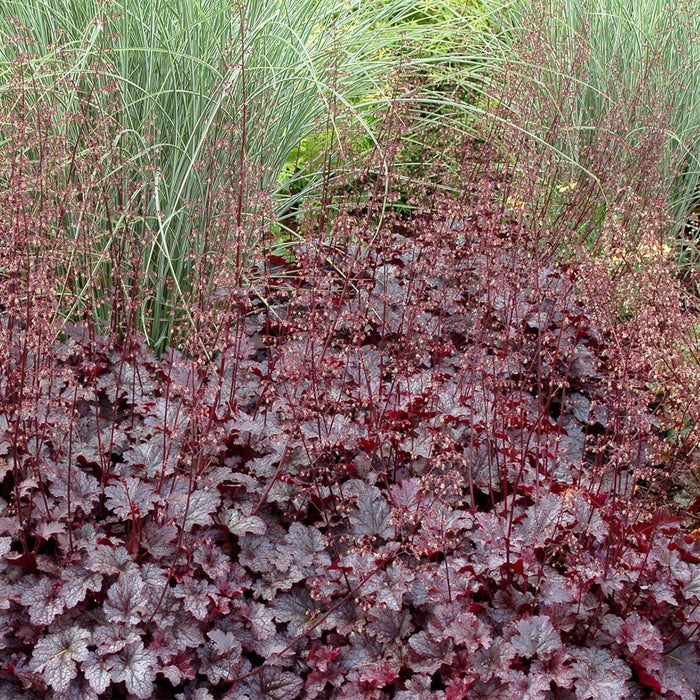 50cm Heuchera 'Plum Pudding' | 3L Pot Perennial Bedding