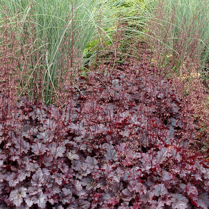 50cm Heuchera 'Plum Pudding' | 3L Pot Perennial Bedding