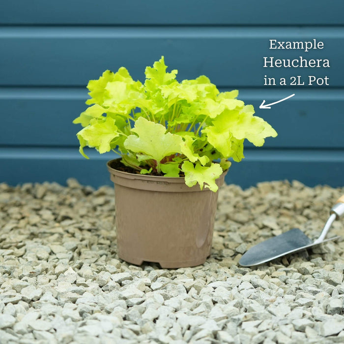 Heuchera 'Lime Marmalade' Perennial Bedding