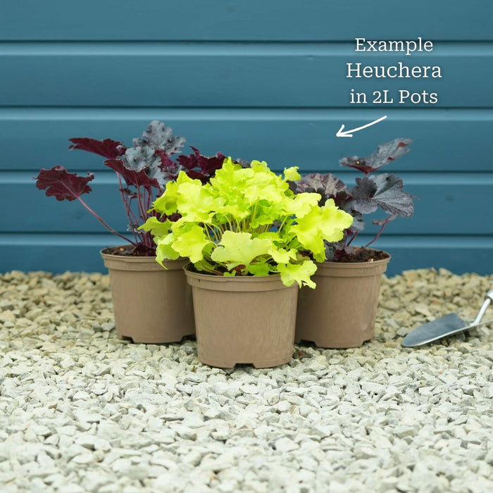 Heuchera 'Lime Marmalade' Perennial Bedding