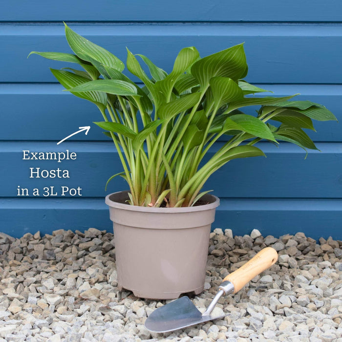 Hosta 'Yellow River' Perennial Bedding