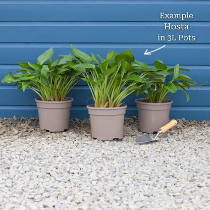 Hosta 'Yellow River' Perennial Bedding
