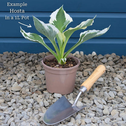 Hosta 'Yellow River' Perennial Bedding