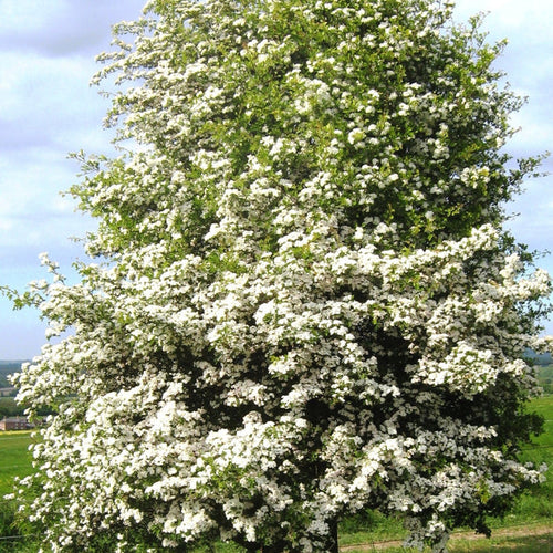 Hybrid Cockspur Thorn | Crataegus x lavallei 'Carrierei' Ornamental Trees